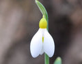 Nice big white flowers