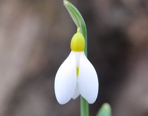 Nice big white flowers