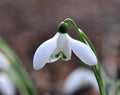 A good long established hybrid Galanthus