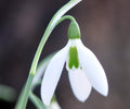 Nice big white flowered form