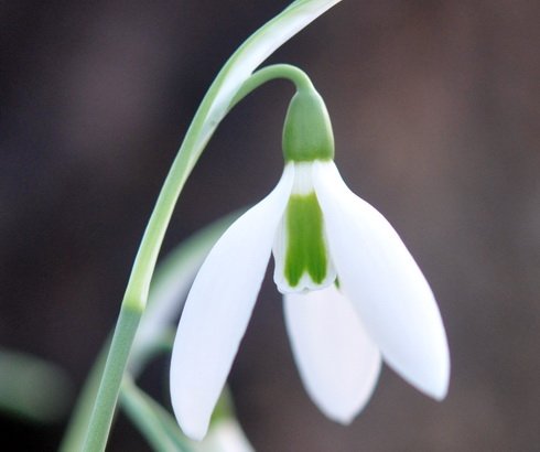 Nice big white flowered form
