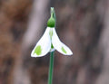 Nice big white flowers