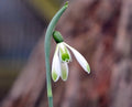 Galanthus Modern Art