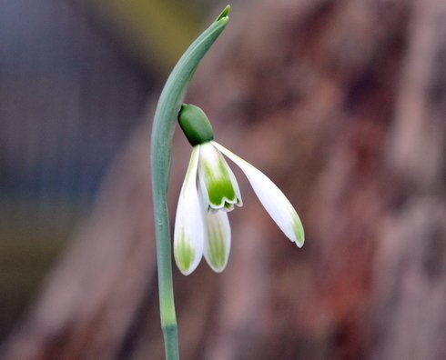 Galanthus Modern Art
