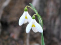 Orange yellow central mark on this very choice Galanthus