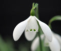 Galanthus Mrs Thompson