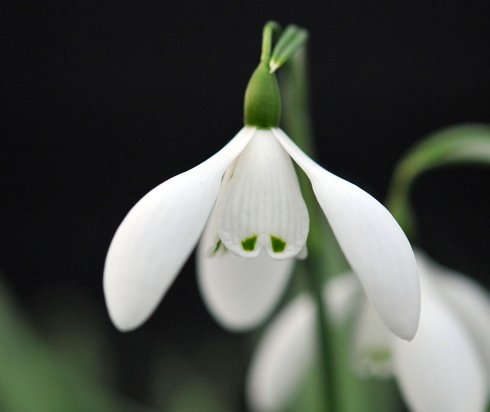 Galanthus Mrs Thompson
