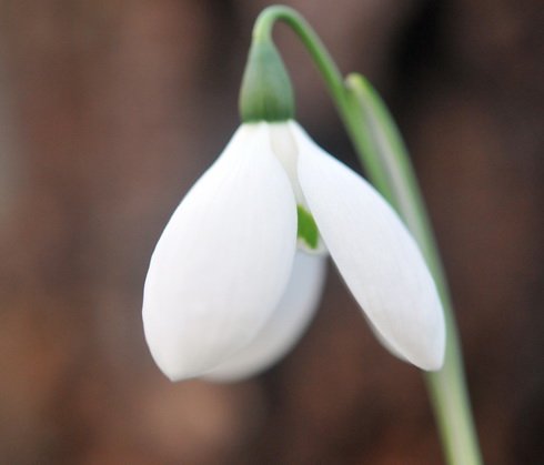 Big broad white petalled form of Galanthus