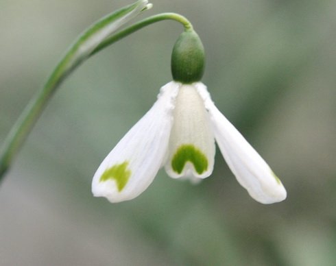 Galanthus Trym Baby
