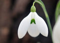 Galanthus PHD 33643