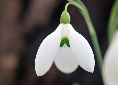 Galanthus PHD 33643
