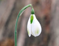 Galanthus Amy Doncaster