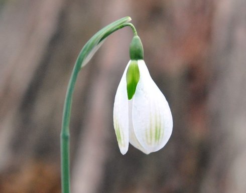 Galanthus Amy Doncaster