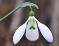 Galanthus Enid Bromley