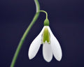 Galanthus The Pearl
