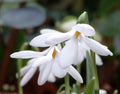 Galanthus poculiformis Group
