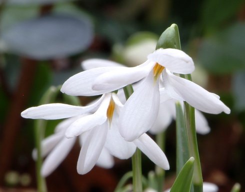 Galanthus poculiformis Group