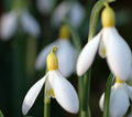 Nice big white flowers with yellow ovaries