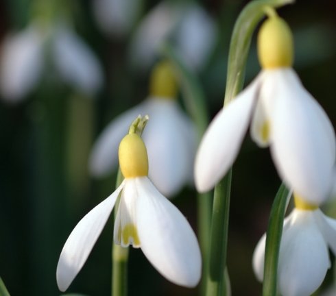 Nice big white flowers with yellow ovaries
