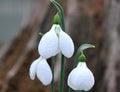 Large puckered white petals on this Galanthus