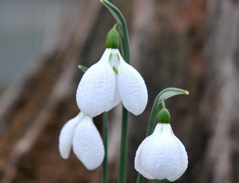 Large puckered white petals on this Galanthus