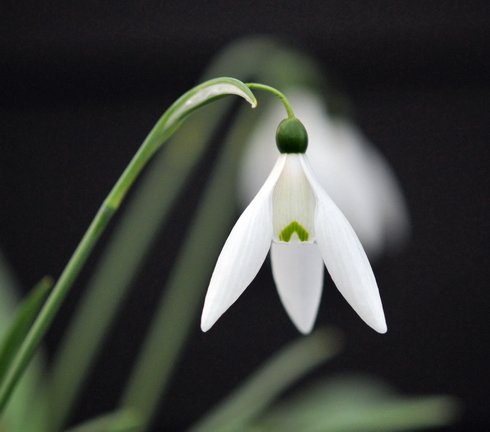 Nice big white flowers