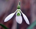 Galanthus Ruth McClaren