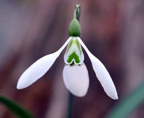 Galanthus Ruth McClaren