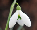 Nice wide petalled Galanthus