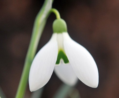 Nice wide petalled Galanthus