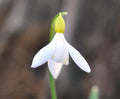 Galanthus sandersii
