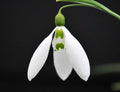 A big flowered long established galanthus