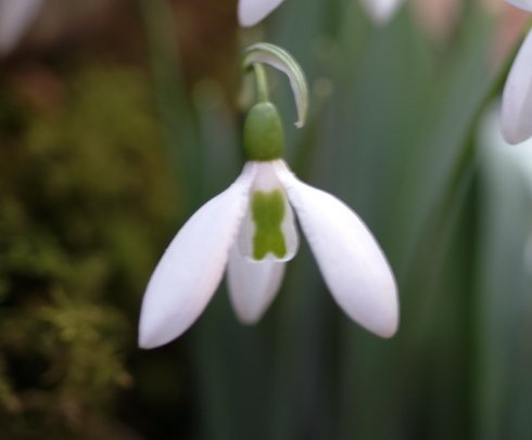 Galanthus Sibbertoft Magnet