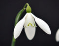 Nice big white flowers