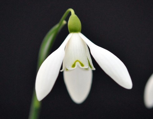 Nice big white flowers