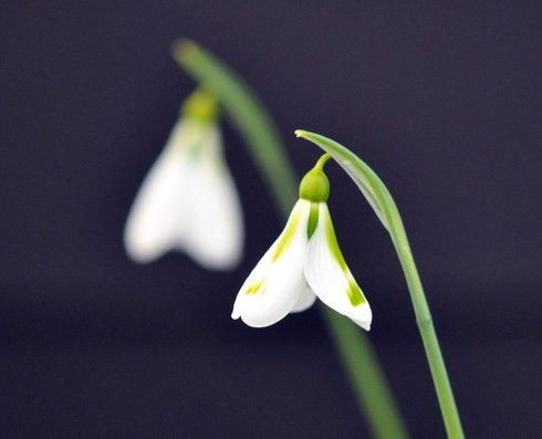 Galanthus South Hayes