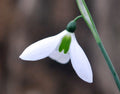 Nice big white flowers