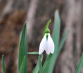 Galanthus The Whopper