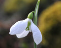 Big flowered very early flowering Galanthus
