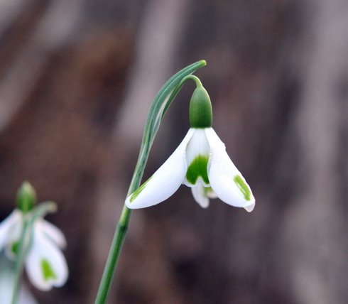 Nice big white flowers