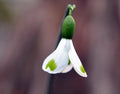 Galanthus Trymlet