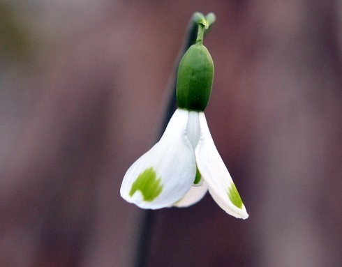 Galanthus Trymlet