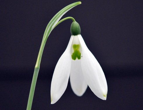 Galanthus Two Eyes