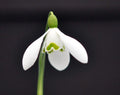 Galanthus Compton Court
