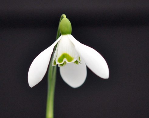 Galanthus Compton Court