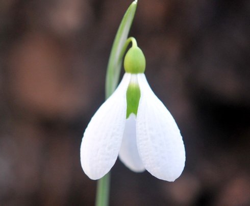 Nice white petals on this Galanthus