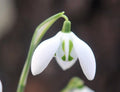 Big white flowered Galanthus