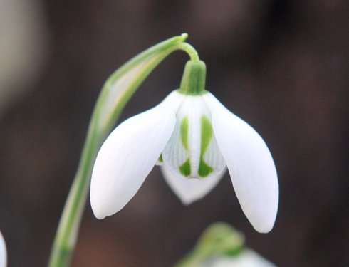 Big white flowered Galanthus