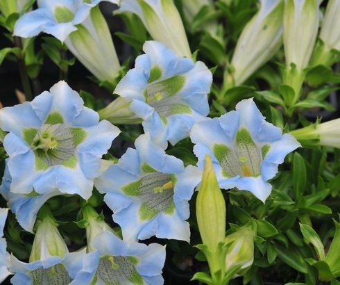 Fabulous palest blue and white flowers.