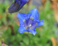 Blue trumpets with some green in the throat